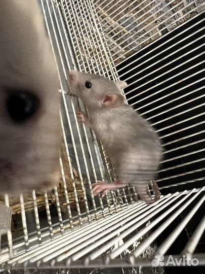 Декоративная крыса дамбо