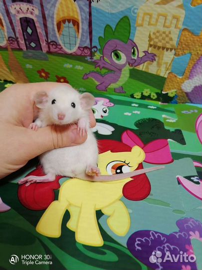 Крысята Дамбо Крыски Крыса Клетка