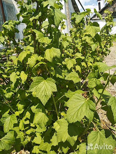 Саженцы чёрной смородины.Круглый год