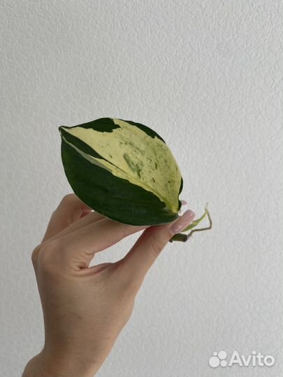 Эпипремнум хэппи лиф/marble apple