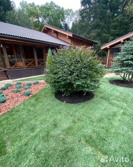 Рулонный газон с доставкой