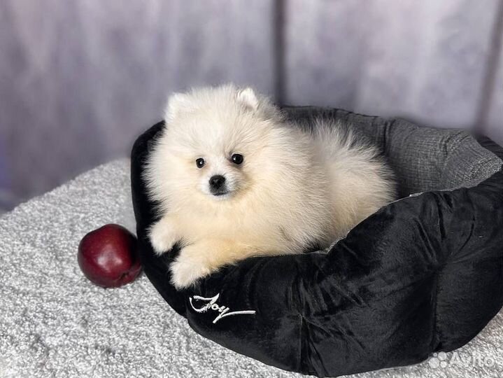 Шпицы с документами