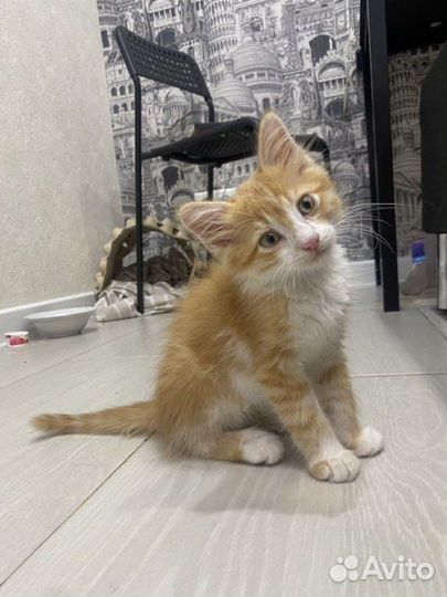 Котенок в добрые руки