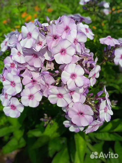 Флоксы сортовые многолетние цветы