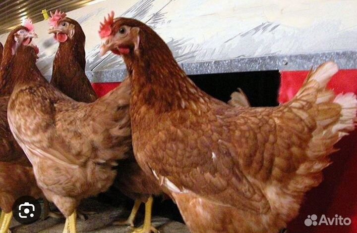 Куры молодки несушки