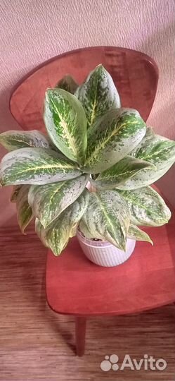 Аглаонема Милки Вей