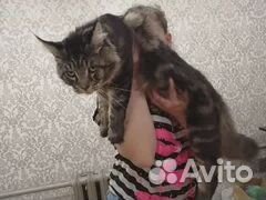 Котята мейн-кун