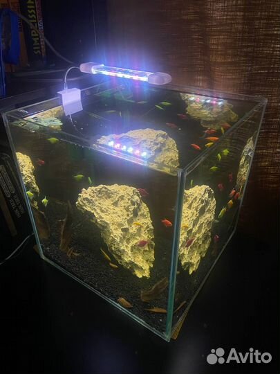 Аквариум с рыбой