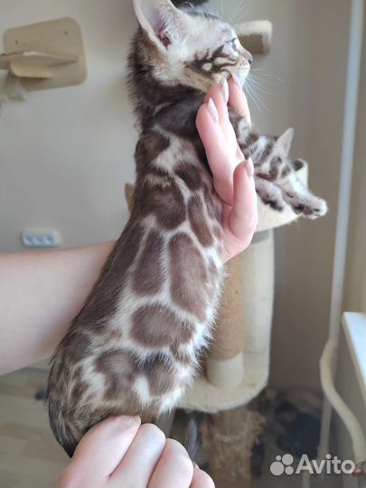 Бенгальский кот