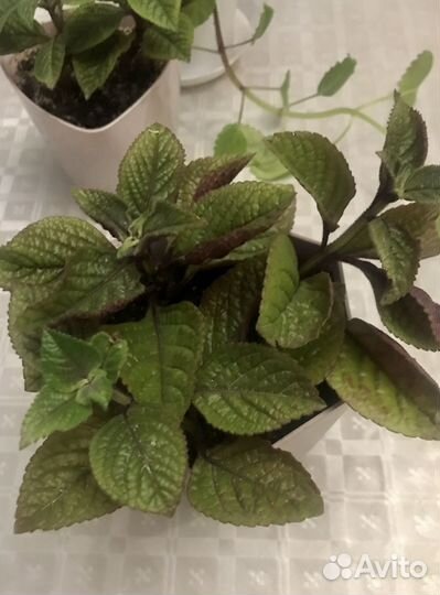 Плектрантус