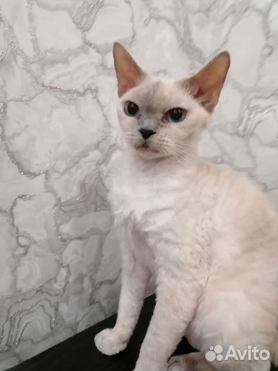 Девон-рекс кошка