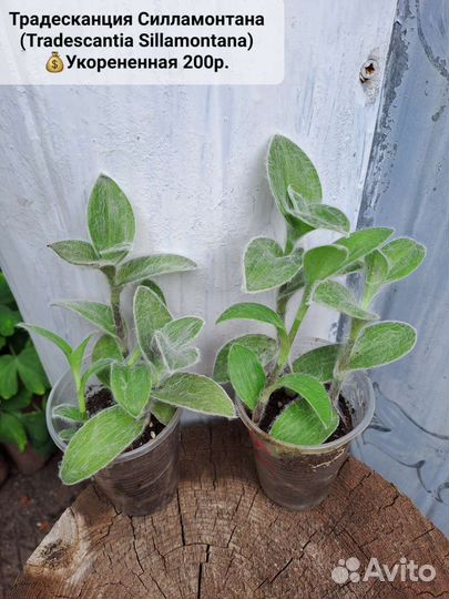 Традесканции, Каллизия, Рео, Гибазис,Цианотис