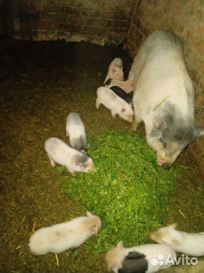 Вьетнамский вислобрюхий поросенок