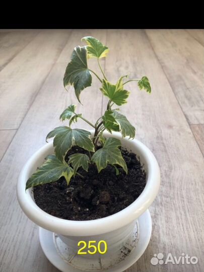 Плющ - Hedera Yellow Ripple