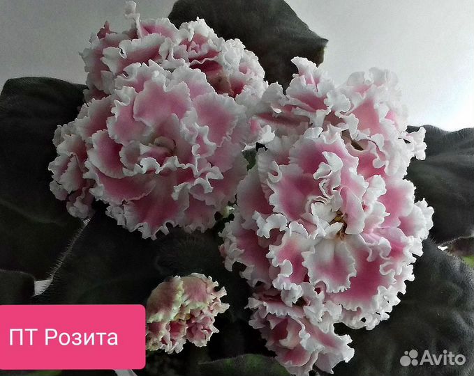 Детки сортовых фиалок