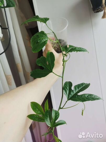Комнатные растения(Гибискус,калла