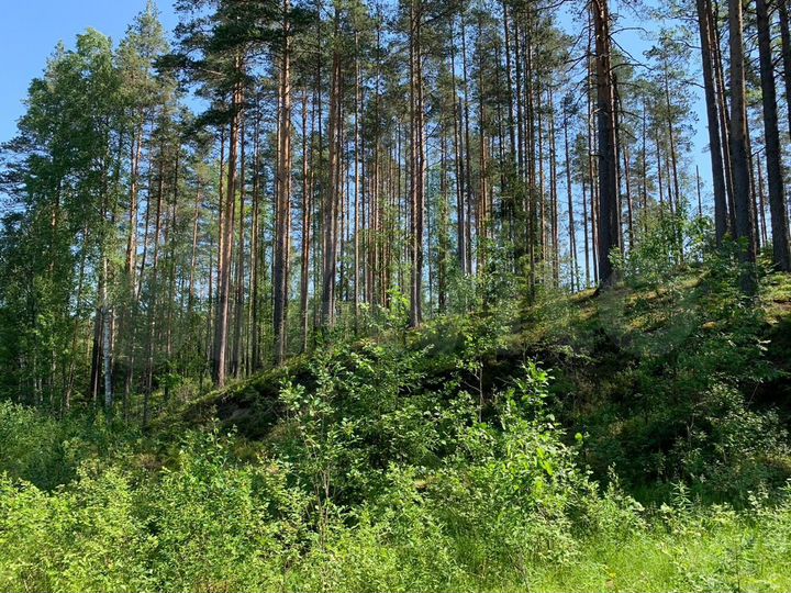 Участок 18,9 сот. (СНТ, ДНП)