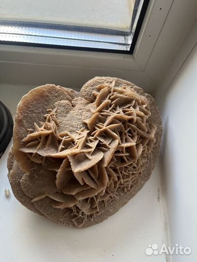 Ракушка огромная и Сахарские розы