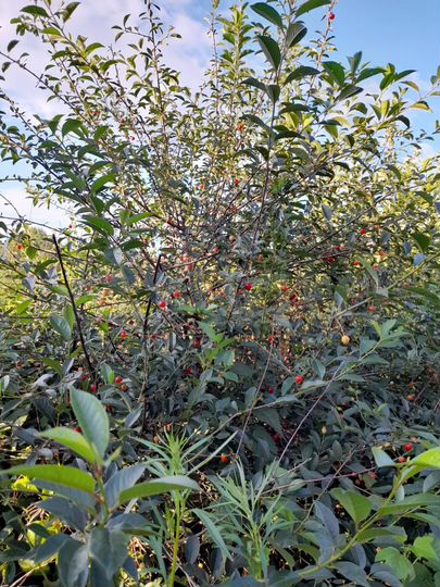 Участок 12 сот. (ИЖС)