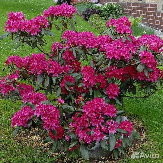 Рододендрон Нова зембла