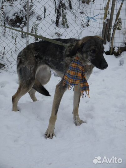 Собака ищет дом