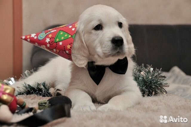 Роскошные красотки