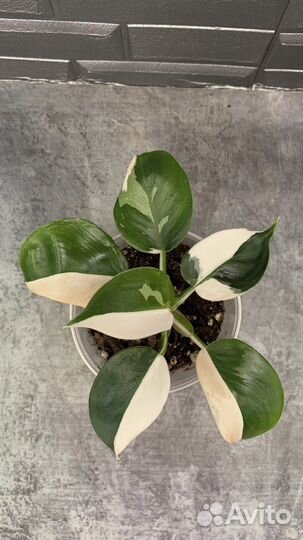 Филодендрон Вайт Визард