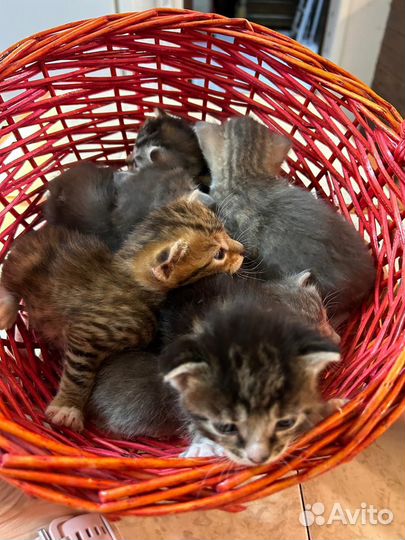 Котята