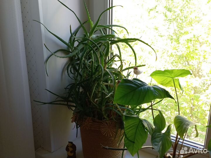 Алоэ столетник