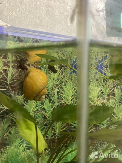 Улитки аквариумные