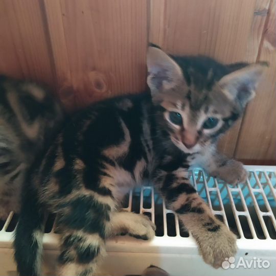 Котята бенгальского мраморного окраса