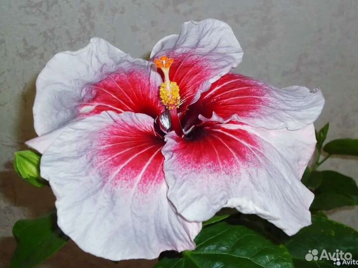 Гибискус сортовой