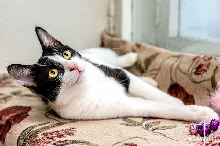 Кошки в добрые руки бесплатно