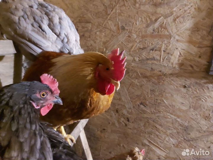 Петухи