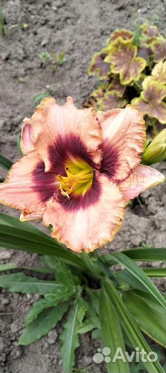 Лилейники и лилии