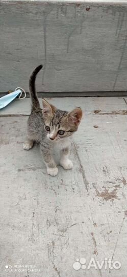 Отдам котят крысоловов