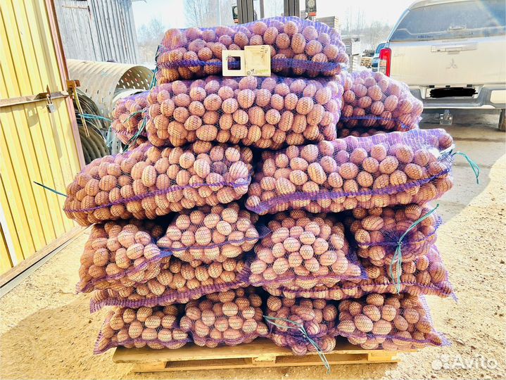 Картофель продовольственный Гала