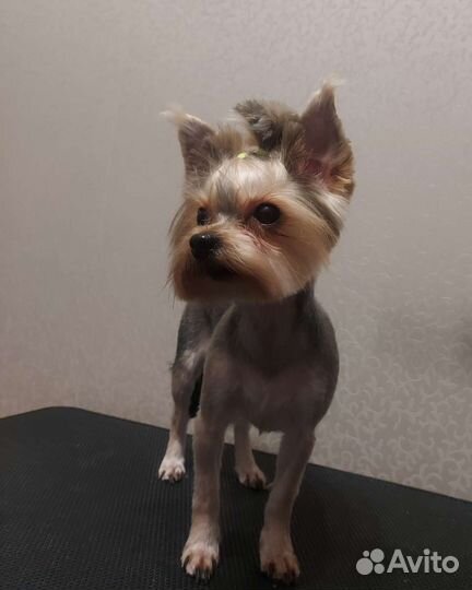 Стрижка собак (грумер)