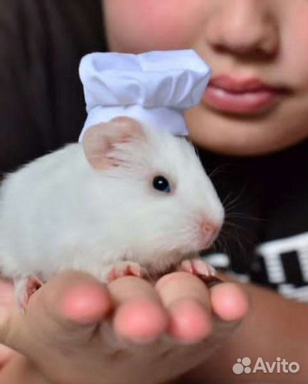 Морские свинки