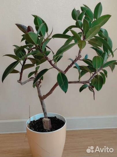 Фикус кустовой эластика Мелани