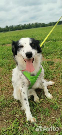 Собака метис бордер колли девочка в добрые руки