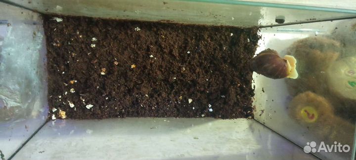 Улитка ахатина гигантская