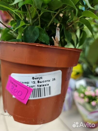 Фикус,комнатные растения, (натасия)