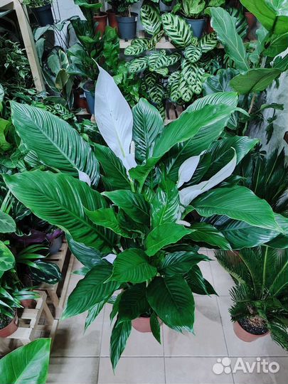 Спатифиллум королевский высотой 120 см