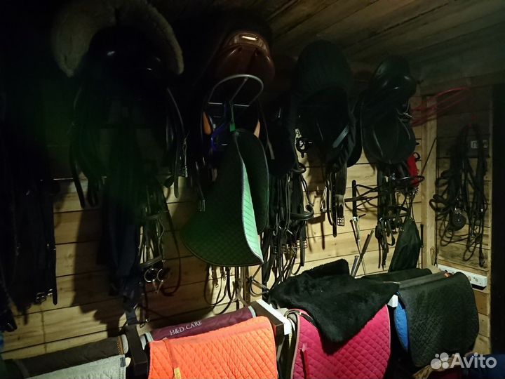 Постой для лошади в спб, север города, Парголово