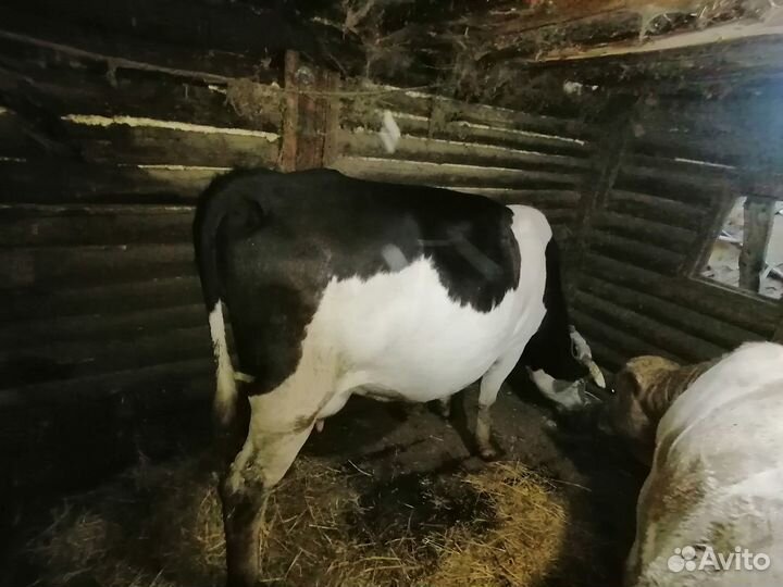 Продам корову на племя молочная