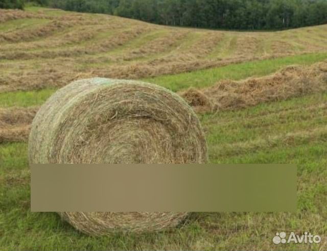 Продажа сена в рулонах