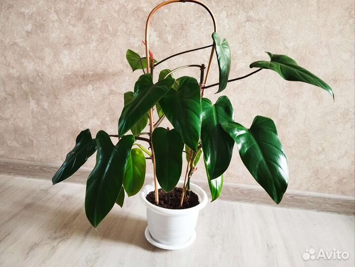 Филодендрон Медуза