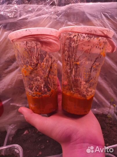 Мушка дрозофила