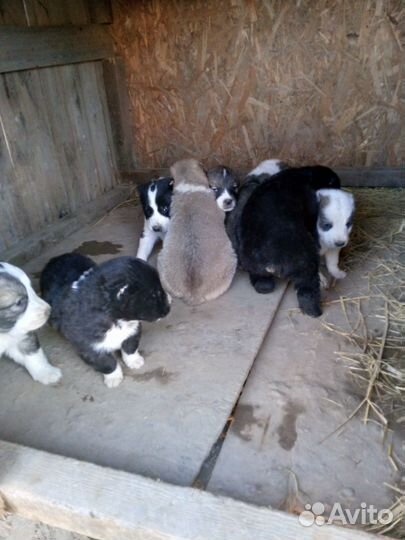 Собаки алабай